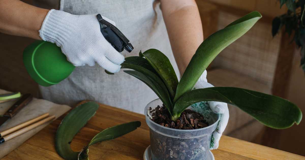 Como cuidar de Orquídeas com Folhas Amarelas?: Guia de Diagnóstico e Manejo Corretivo para a Saúde Duradoura de Suas Plantas