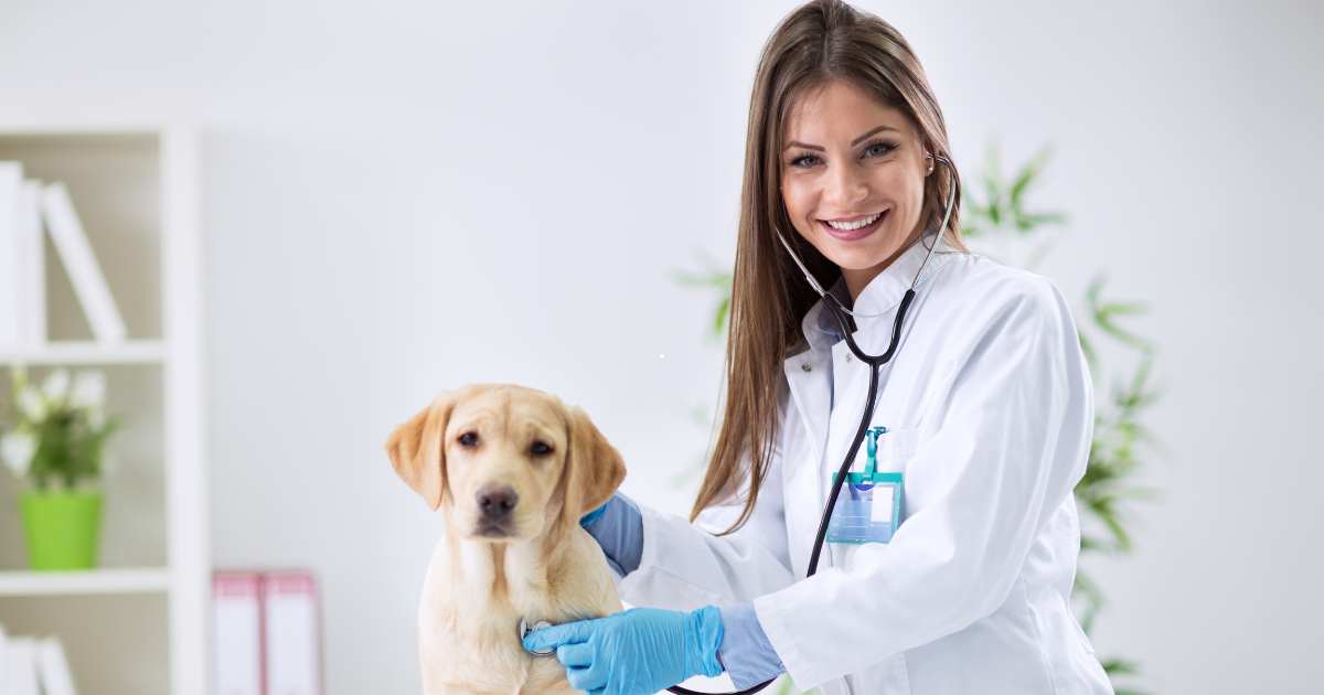 Veterinário alerta para aumento de doenças sazonais em pets durante o outono