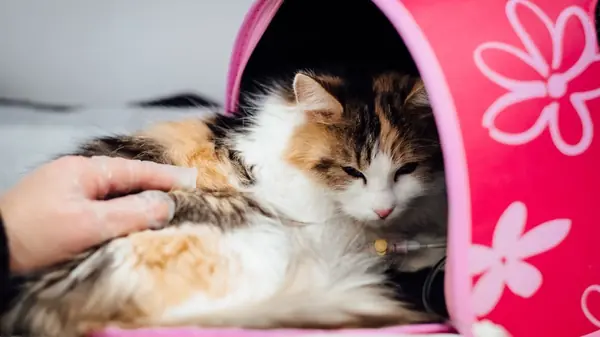 Como identificar se seu animal de estimação está com mal-estar