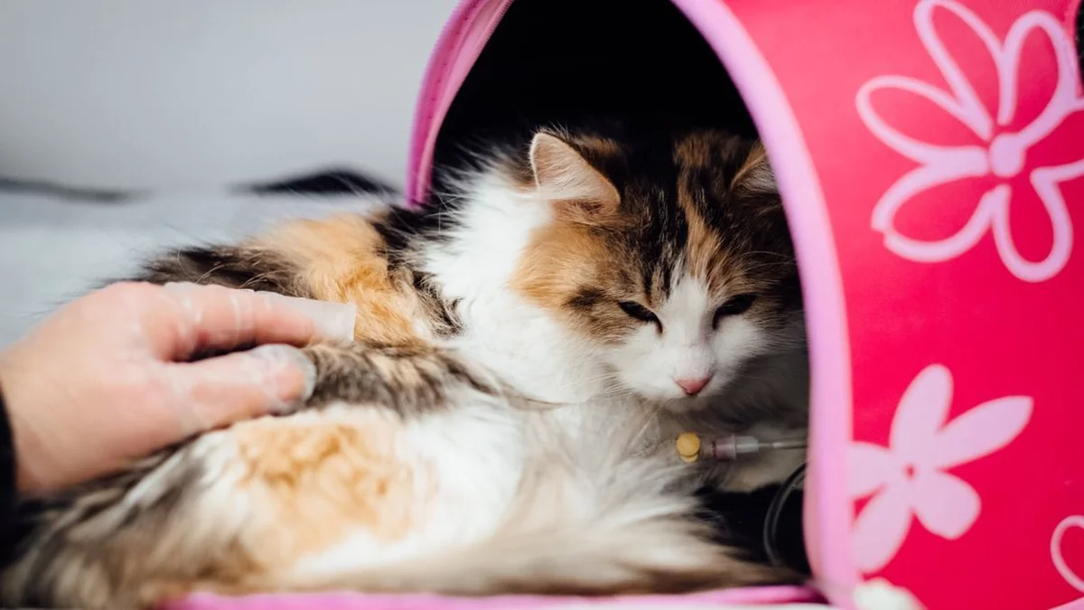 Como identificar se seu animal de estimação está com mal-estar