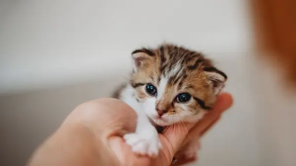 Dicas práticas sobre como adestrar um gato filhote em casa 